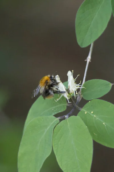 Poszméh Virág Közönséges Honeysuckle Szelektív Fókusz — Stock Fotó