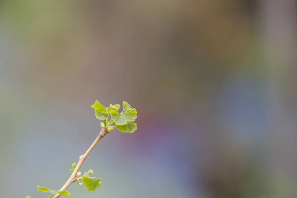 Fiatal Ginkgo Levelek Előtt Színes Bokeh Háttér — Stock Fotó