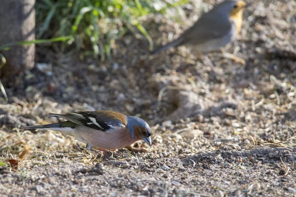 Pinzón Frente Cerca Piquete Suelo Busca Comida — Foto de Stock