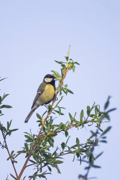 Great Tit Willow Branch Focus Foreground — Stock Photo, Image
