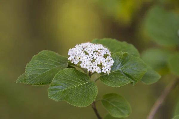 Umbelas Blancas Del Arbusto Del Cornejo Foco Selectivo —  Fotos de Stock