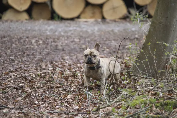 Marrón Bulldog Francés Bosque Mirando Cámara — Foto de Stock