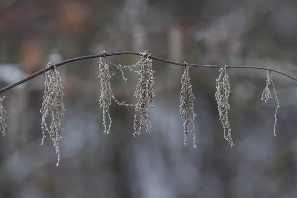 Gedroogde Distilleerderij Bloemen Winter Selectieve Focus — Stockfoto