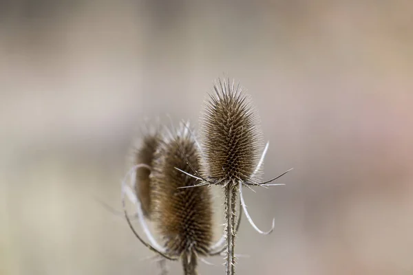 心臓アザミの奇妙な花の芽 選択的な焦点 — ストック写真
