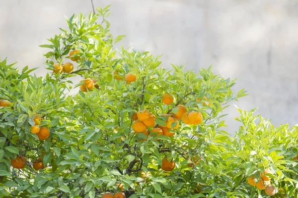 sun shining through branches of orange tree with ripe oranges