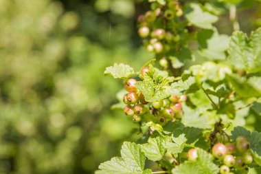 Bush üzerinde yarım olgun frenküzümü