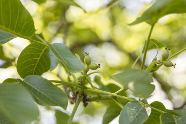Ceviz ağacının dalında genç fındık