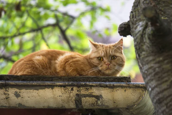 Red British Shorthair Cat Corrugated Iron Roof — Stock Photo, Image