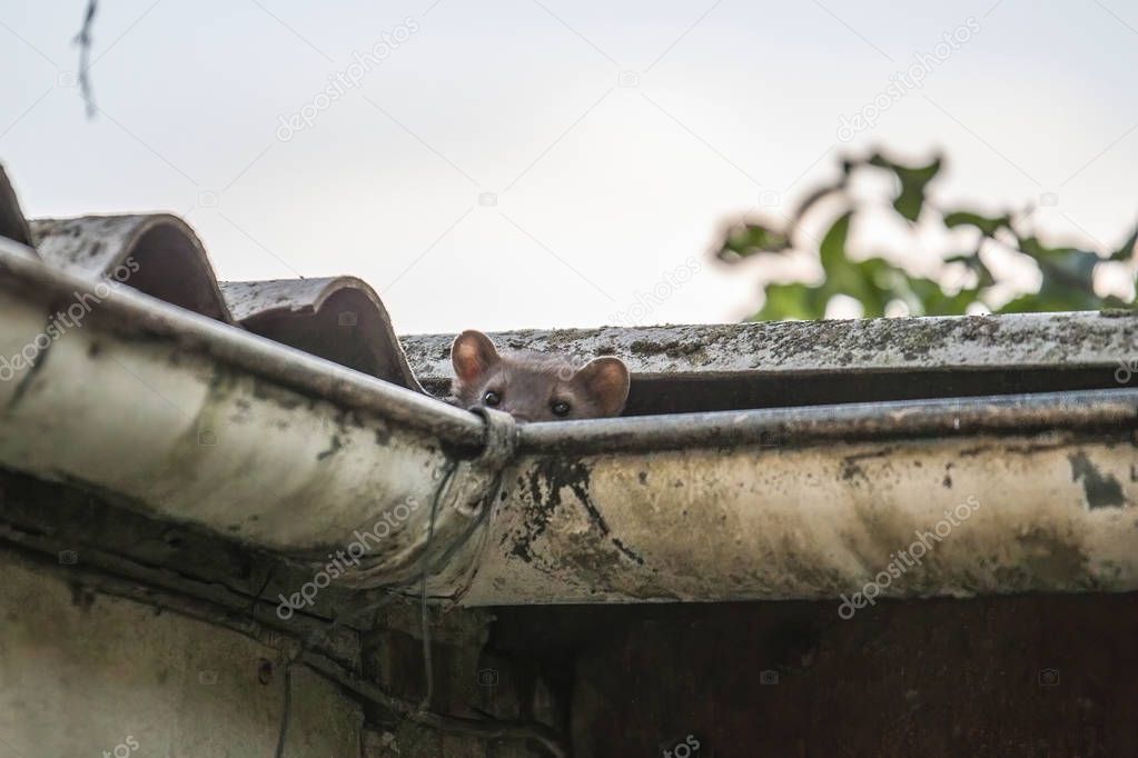 Stone marten peeks out of gutter, selective focus