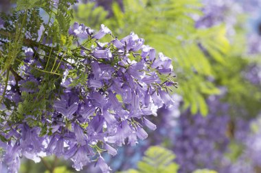 Jacaranda ağacının parlayan trompet şeklinde çiçekler, ön plana odaklanmak