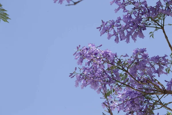 Trombeta Brilhante Flores Forma Árvore Jacaranda Contra Céu Azul — Fotografia de Stock