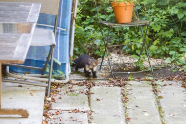 yeşil yapraklar karşı katta sansar, seçici odak