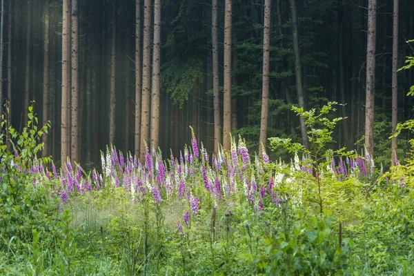 Foxglove digitalis plants on forest clearing, selective focus — Stock Image Foxglove Digitalis Plants Forest Clearing Selective Focus Stock Picture