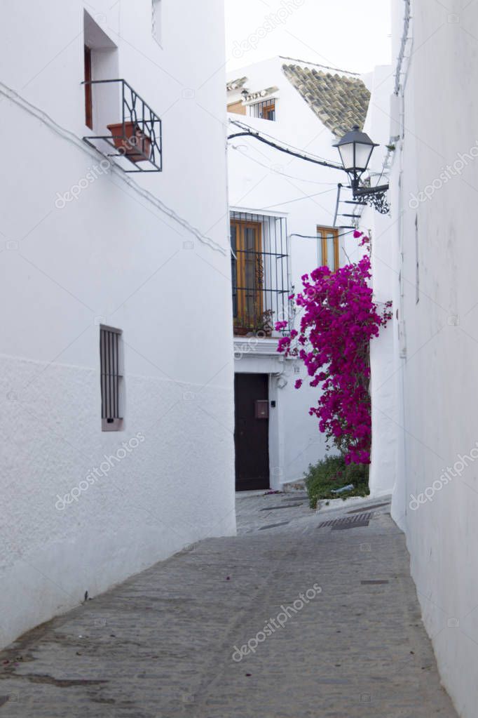 Bougainvillea at facades of houses in white village Vejer de la Frontera in Andalusia