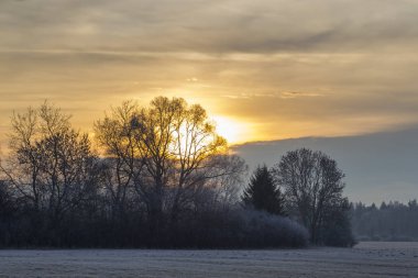 kışın çalıların ve ağaçların arkasında bulutlu gökyüzünde yükselen güneş