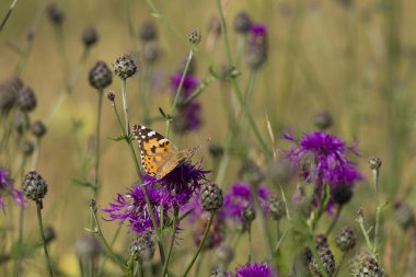 devedikeni çiçeği boyalı bayan kelebek