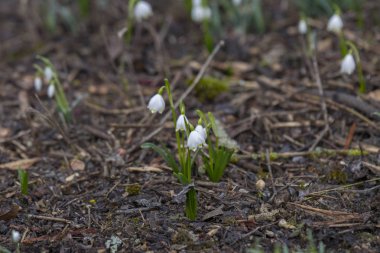 Orman, seçici odak yaprakları arasında büyüyen kardelen
