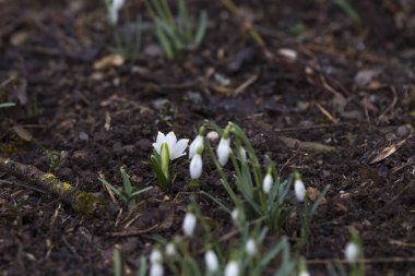 Orman, seçici odak yaprakları arasında büyüyen kardelen
