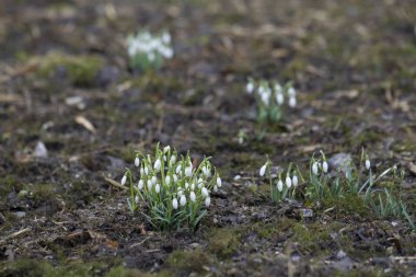 Orman, seçici odak yaprakları arasında büyüyen kardelen