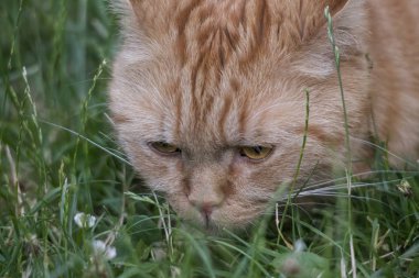 kızıl saçlı İngiliz shorthair kedi, ön plana odaklanmak