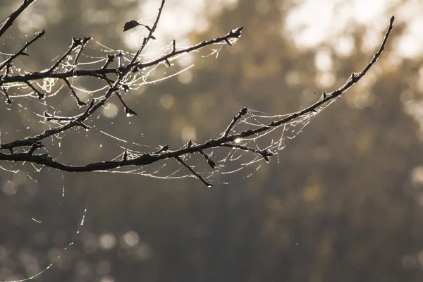 Zonnestralen Weerspiegeld Spinnenwebben Druppels Water Bladloze Takken Het Herfst Bos — Stockfoto