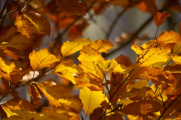 太陽に照らされた金色の輝くブナの葉 選択的な焦点 — ストック写真