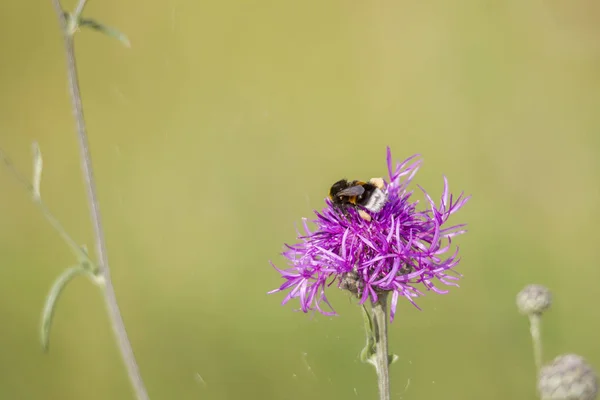 Hummel Auf Blütendistelpflanzen Weicher Hintergrund — Stockfoto