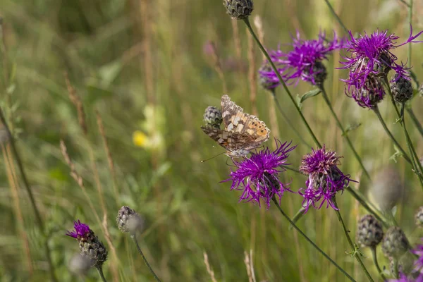 Gemalter Schmetterling Auf Der Blüte Der Distel — Stockfoto