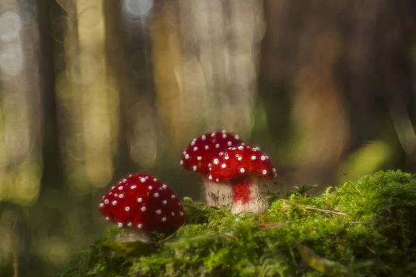 Liten Giftsvampar Gjord Filt Natur Skog Miljö Moss — Stockfoto