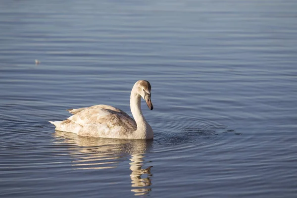 Swan Simning Stranden Sjön Selektivt Fokus — Stockfoto