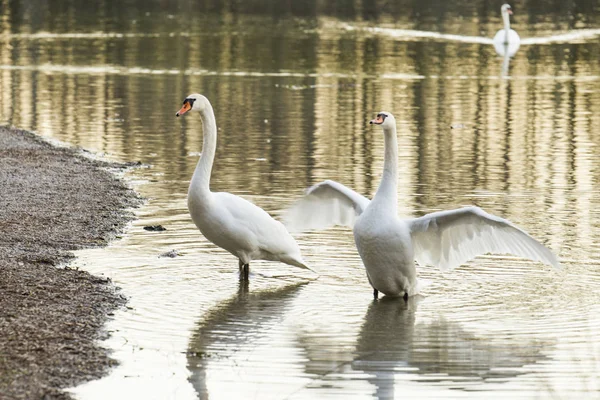 Cisnes Nadando Orilla Del Lago Enfoque Selectivo — Foto de Stock