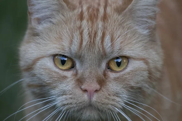 Руда Британська Короткошерста Кішка Зосередитися Передньому Плані — стокове фото