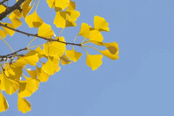 青空に対する黄金のイチョウの葉 — ストック写真