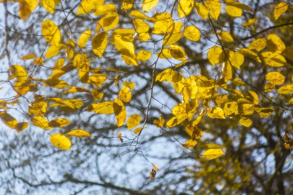 Golden Ginkgo Leaves Blue Sky — Stock Photo, Image