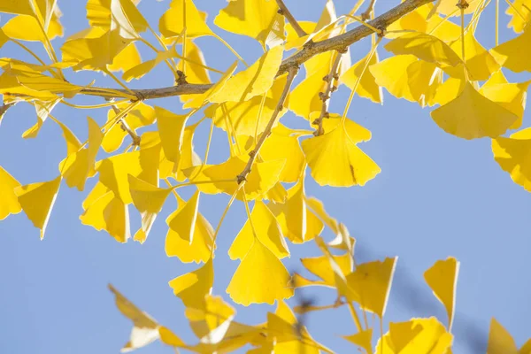 golden ginkgo leaves against blue sky