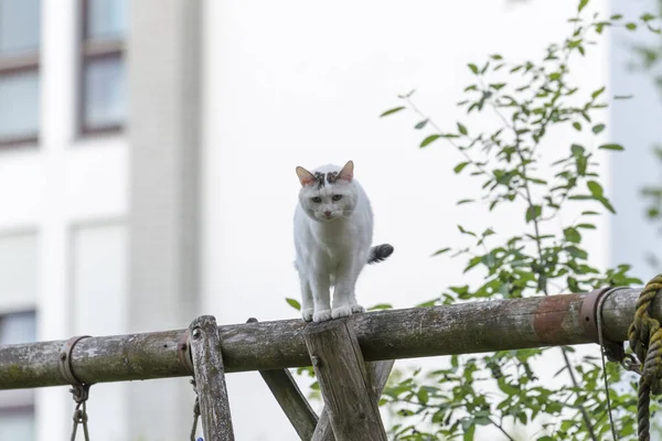 Gato Doméstico Blanco Negro Viga Madera — Foto de Stock