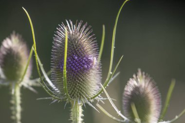 Vahşi kardiyak devedikeni çiçeklenmeleri, ön plana odaklanmak