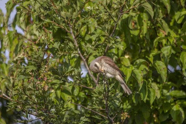 Young Shrike Branch Selective Focus — Stock Photo, Image