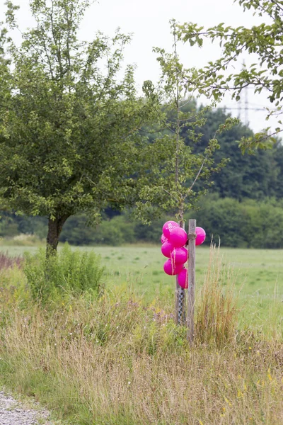 Roze Gekleurde Ballonnen Een Weide Duitse Tekst Jaar Lisa — Stockfoto