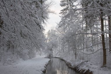 kışın dere yakınında karlı orman yolu