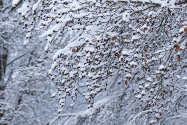 Kışın kar kaplı ağaç dalları, seçici odak