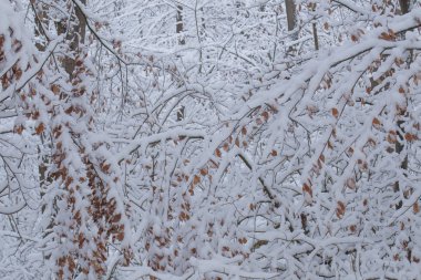 Kışın kar kaplı ağaç dalları, seçici odak