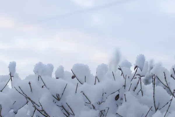 Sneeuw Bedekte Takken Van Bomen Winter Selectieve Focus — Stockfoto