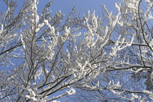 Verschneite Äste Von Bäumen Winter Selektiver Fokus — Stockfoto