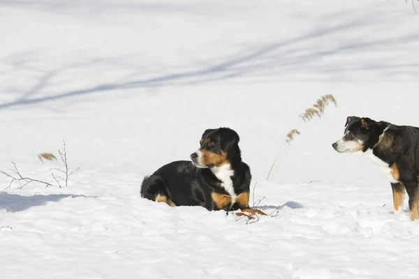 Duże Szwajcarskie Psy Górskie Śniegu Zimą — Zdjęcie stockowe