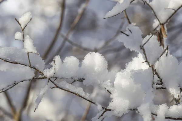 Sneeuw Bedekte Takken Van Bomen Winter Selectieve Focus — Stockfoto