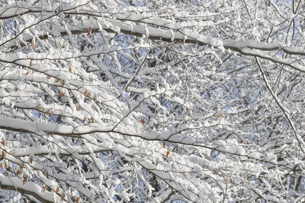 Schnee Bedeckte Äste Von Bäumen Winter — Stockfoto