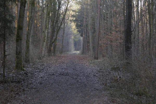 Soleado Mañana Invierno Bosque Enfoque Selectivo — Foto de Stock