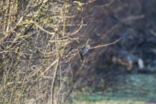 Boj Robins Letu Selektivní Zaměření — Stock fotografie