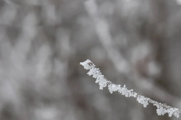 Ледяные Ветви Селективная Фокусировка — стоковое фото